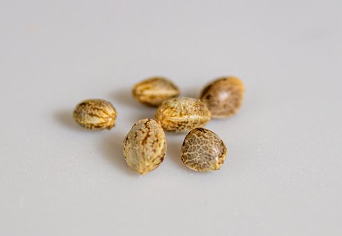 Cannabis Seed Companies