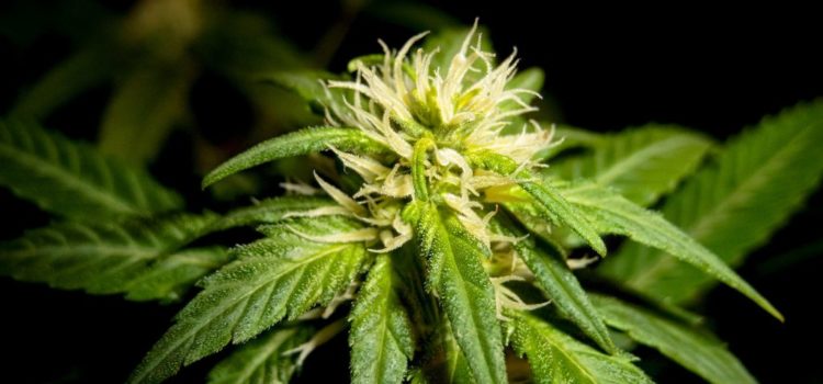 You Need These Hindu Kush Seeds to Deal with 2023