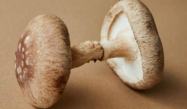 How to Get the Most Out of Mushroom Supplements for Your Health: Must-Know